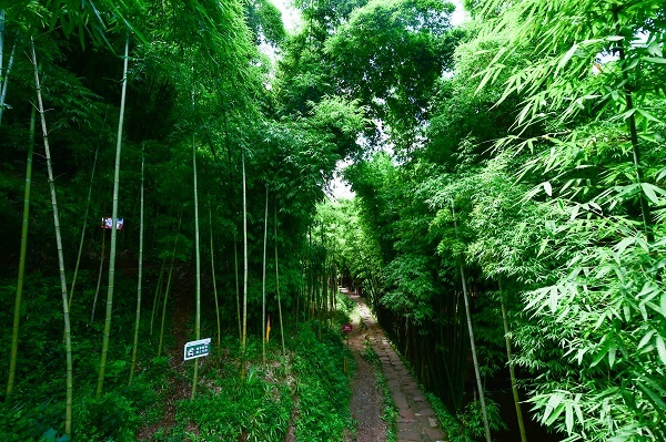 天府川西竹海.jpg