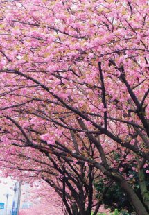 去邛崃，花都开好了！