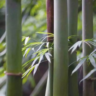 “竹”梦邛州,那些惊艳世界的非遗绝技