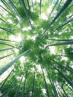 匠心的回声 | 邛山翠竹之间,找到惊艳时光的故事