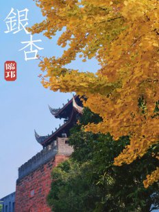 错过再等一年!一抹金黄惊艳古城,温柔时光~