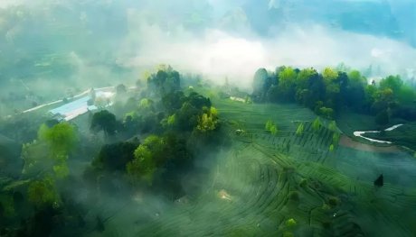 弃炉寻茶,给春天一个出走的理由